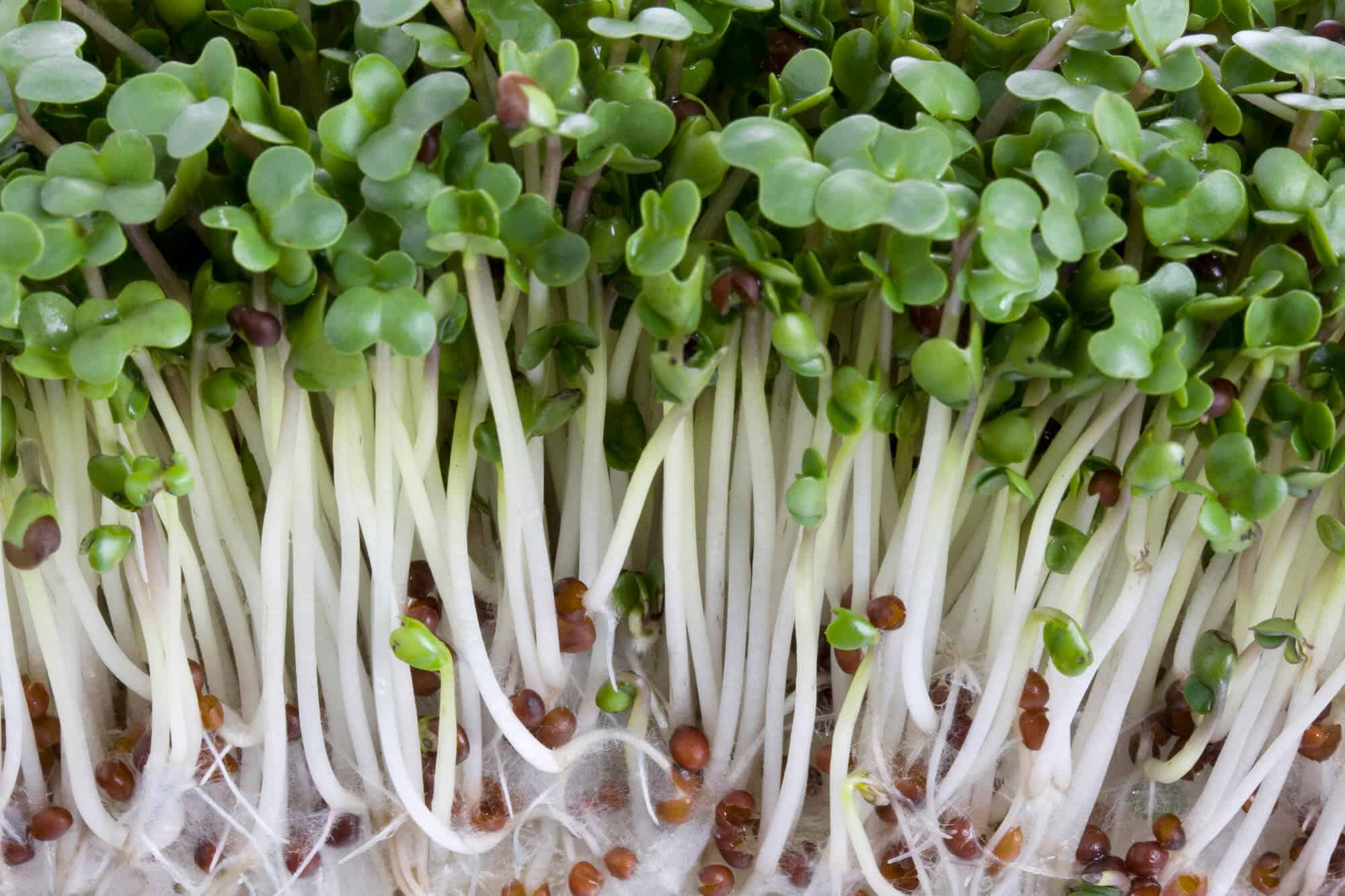 Broccoli (Non GMO - Organic) Calabrese Green- Microgreens - Image 2