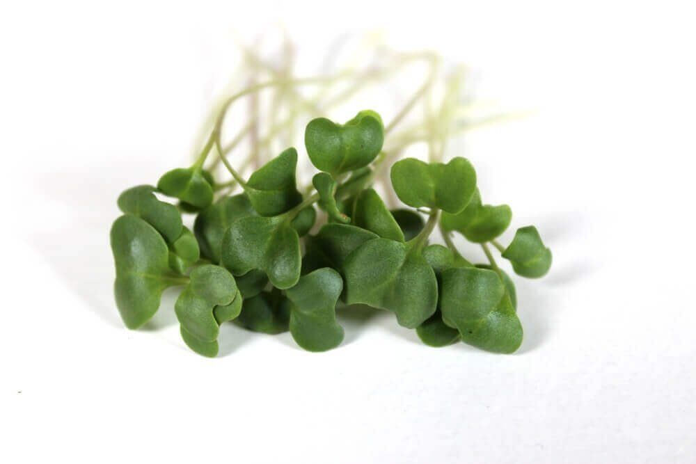 Broccoli (Non GMO - Organic) Calabrese Green- Microgreens