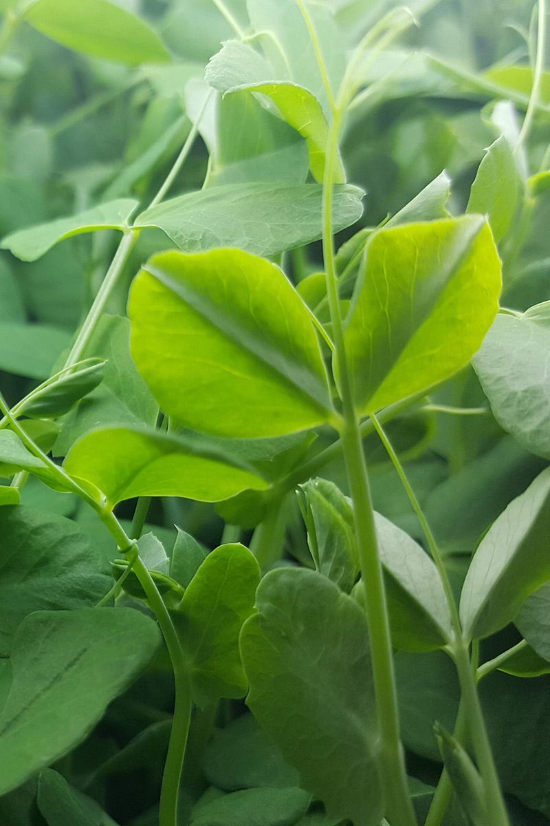 Pea (Non GMO-Organic) Speckled Dehydrated - Image 3