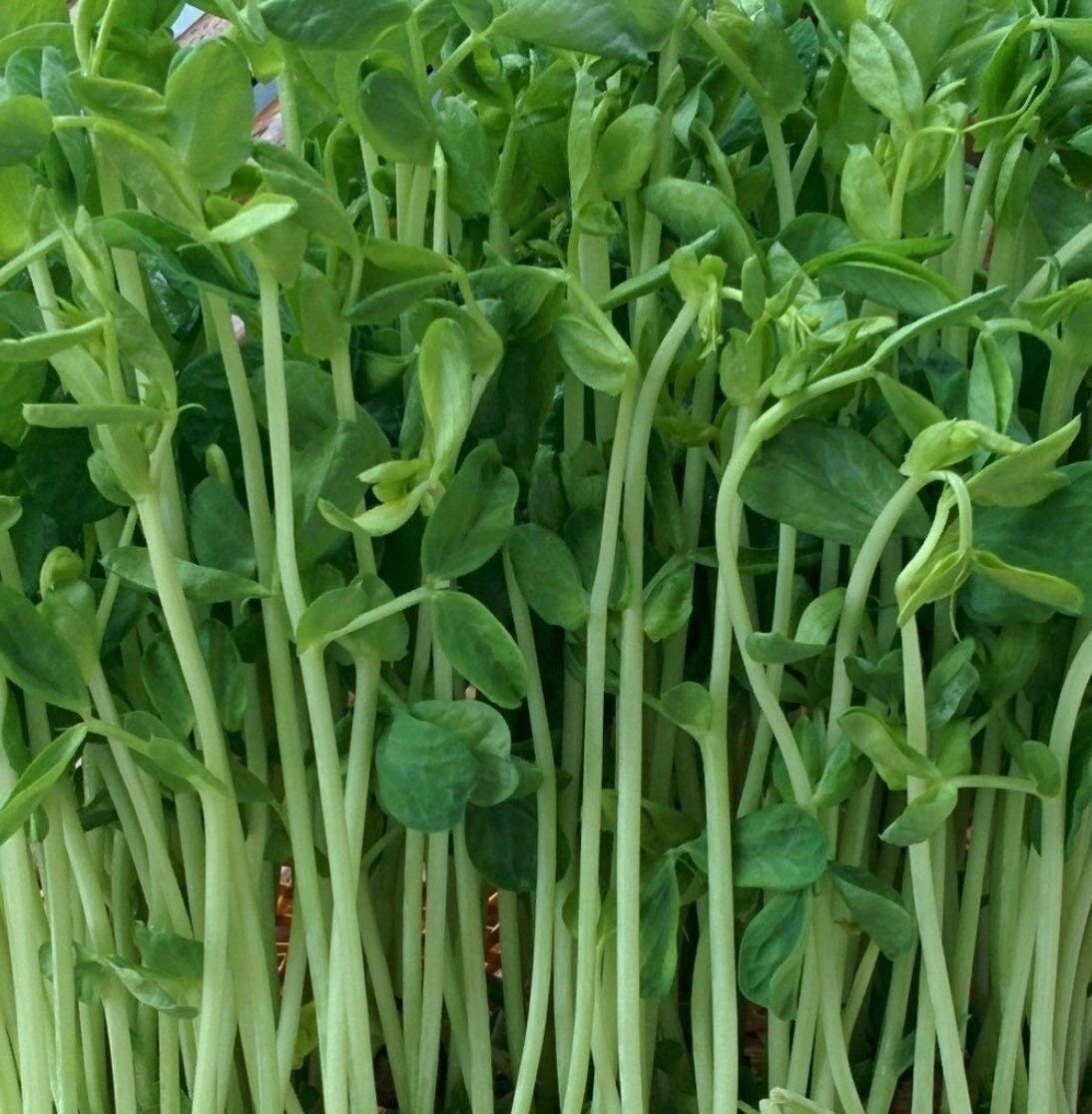 Pea (Non GMO-Organic) Speckled Dehydrated - Image 2