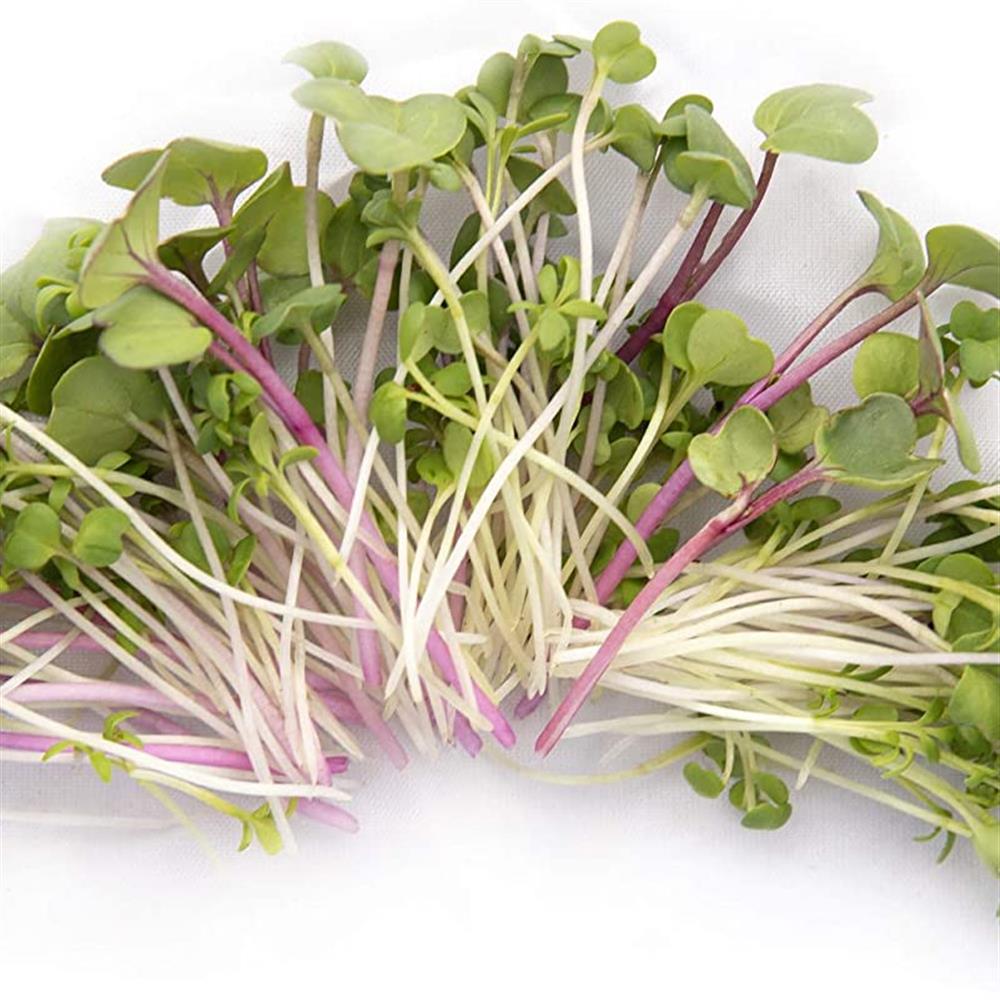 Radish (Non GMO-Organic) Daikon